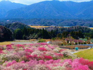 三重県いなべ市のコンパニオン派遣で対応中