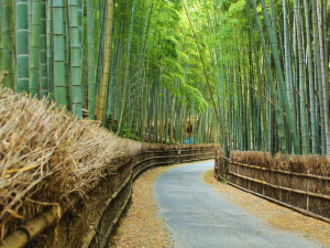 向日の宴会コンパニオンパックプラン