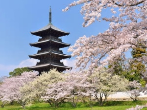 総社市の宴会コンパニオンパックプラン